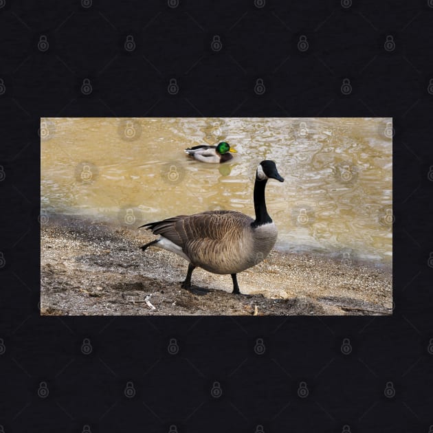 Canada Goose and Mallard Duck At The Beach by BackyardBirder